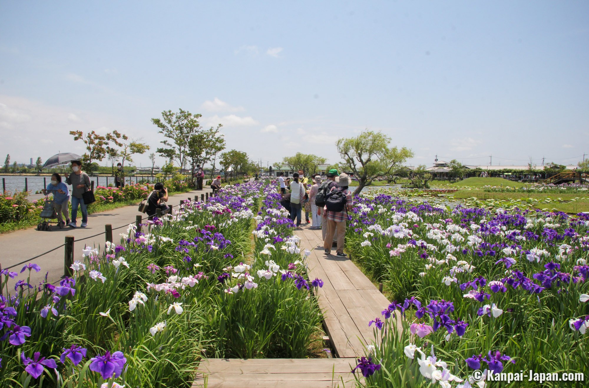 🌸 스이고 사와라 아야메 파크 이미지 4